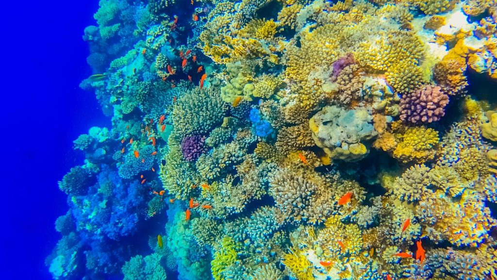 Unknown coral reef with fish.