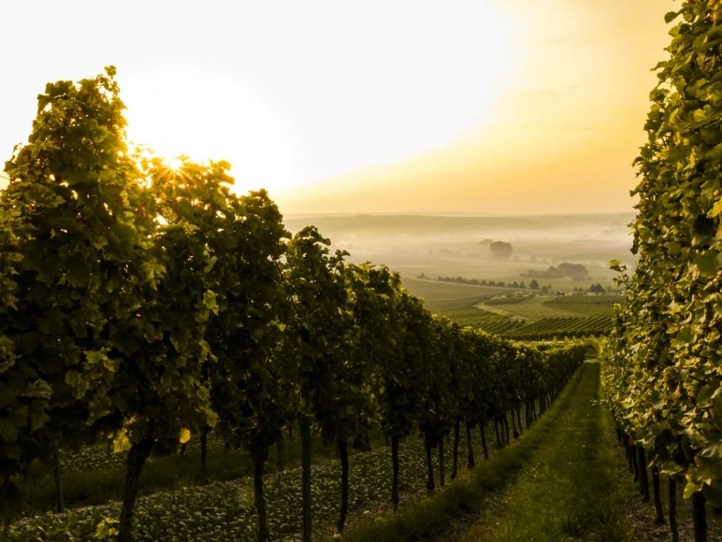 Regional Pairing: A vineyard at sunset. Wine often pairs with food from the same region it was grown in.