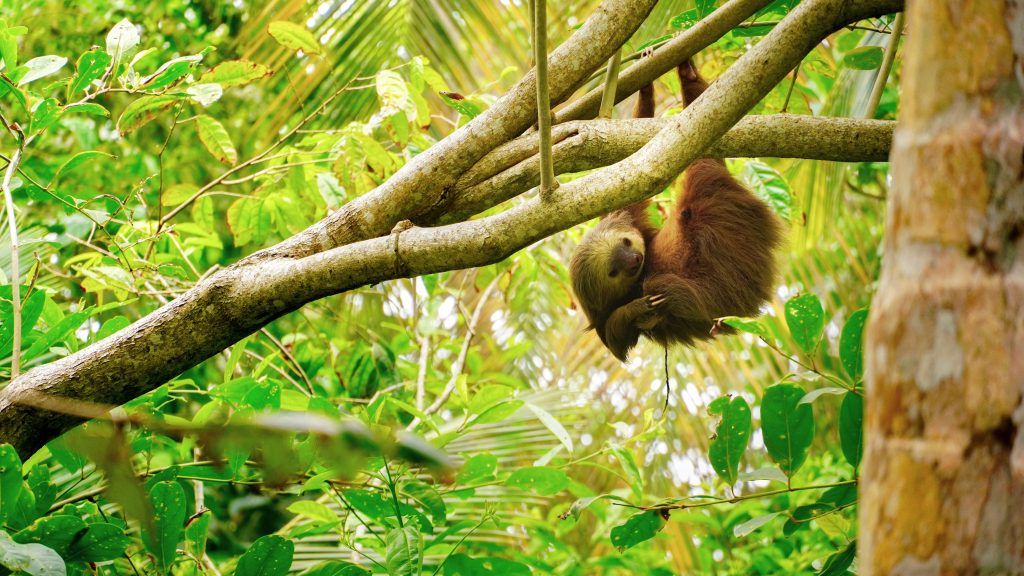 A sloth in a Costa Rican jungle.