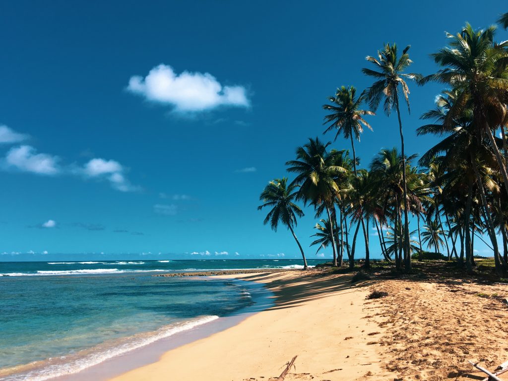 A white sand beach with palm trees in the Dominican Republic.