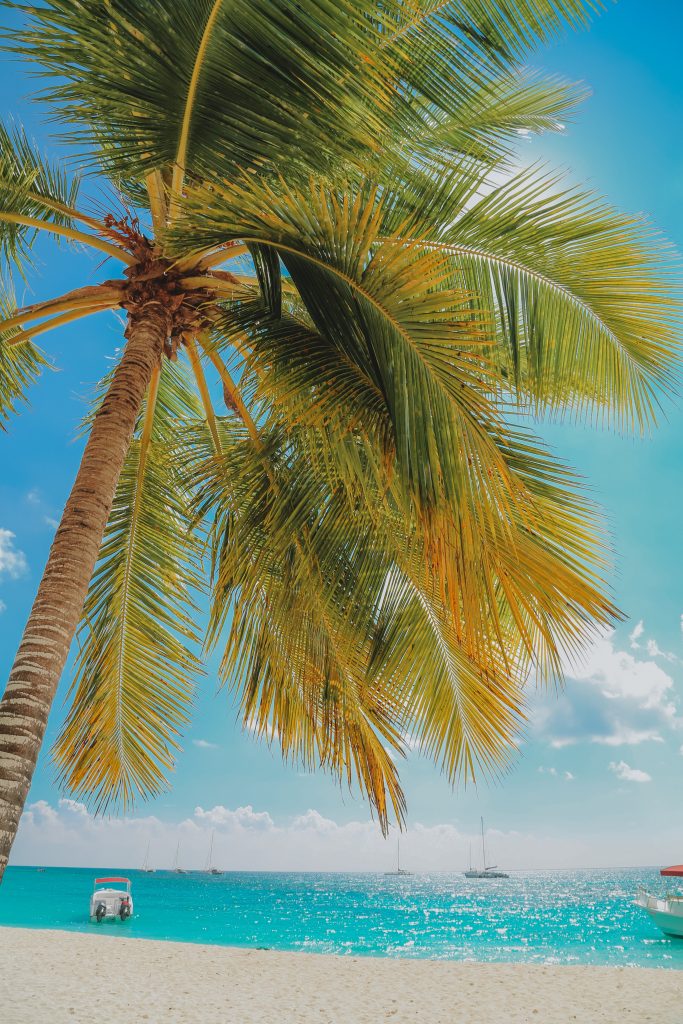 Palm tree on a beach in the Dominican Republic.