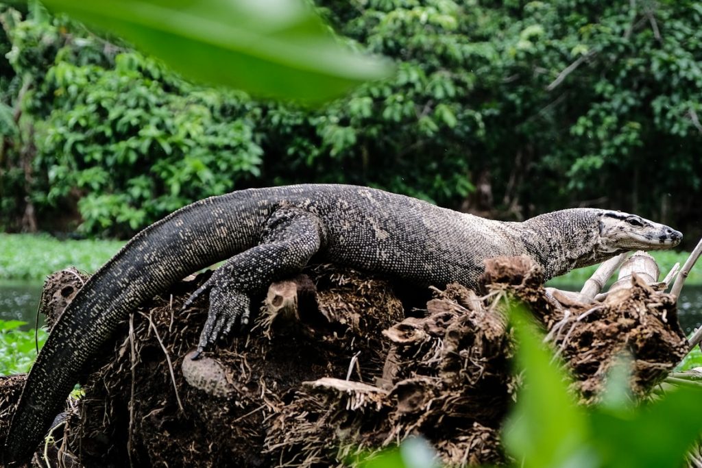 Monitor lizards (pictured) are common in Tioman Island.