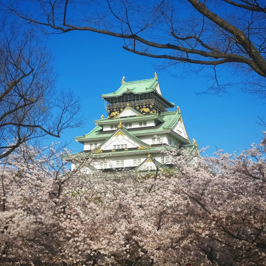 Osaka castle surrounded by Sakura blossoms.