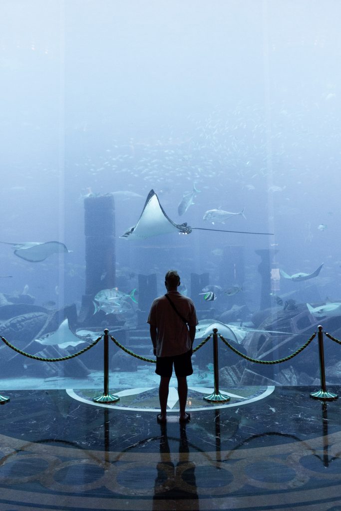 The Palm aquarium in Dubai.