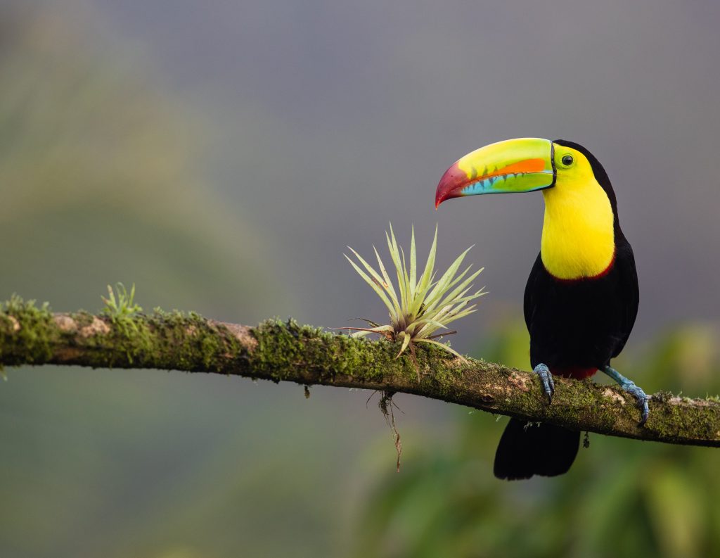 A colourful Toucan on a branch in Costa Rica.