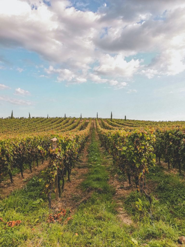 Grapes grown in the Bordeaux region of France.