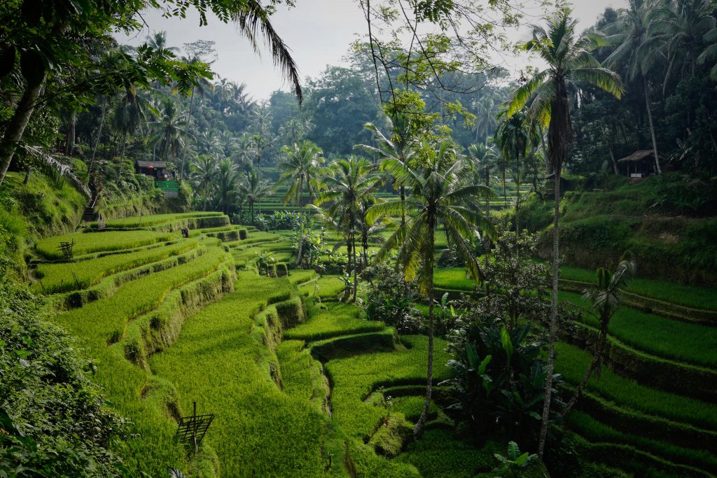 Tegallang rice terrace in Bali, emerald fields of rice terraced on a hillside.