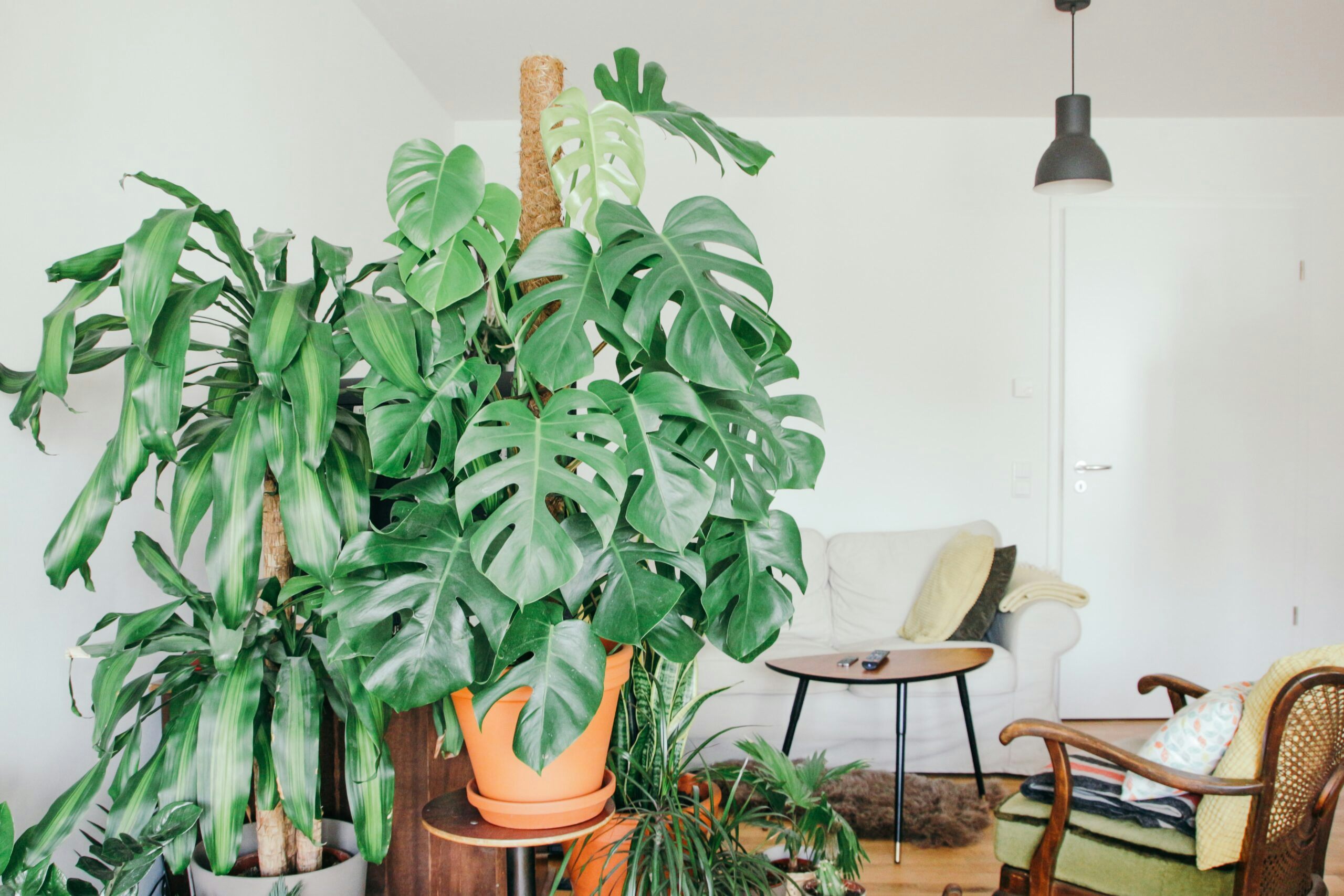 Why You Need Plants in Your Home