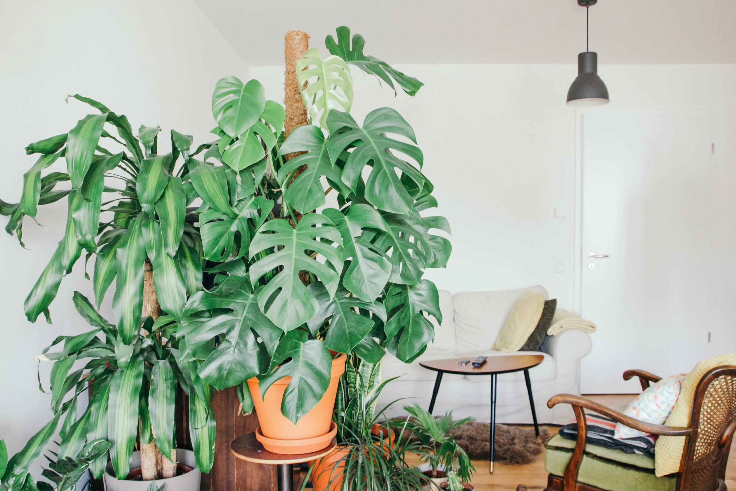 Why You Need Plants in Your Home Why You Need Plants in Your Home