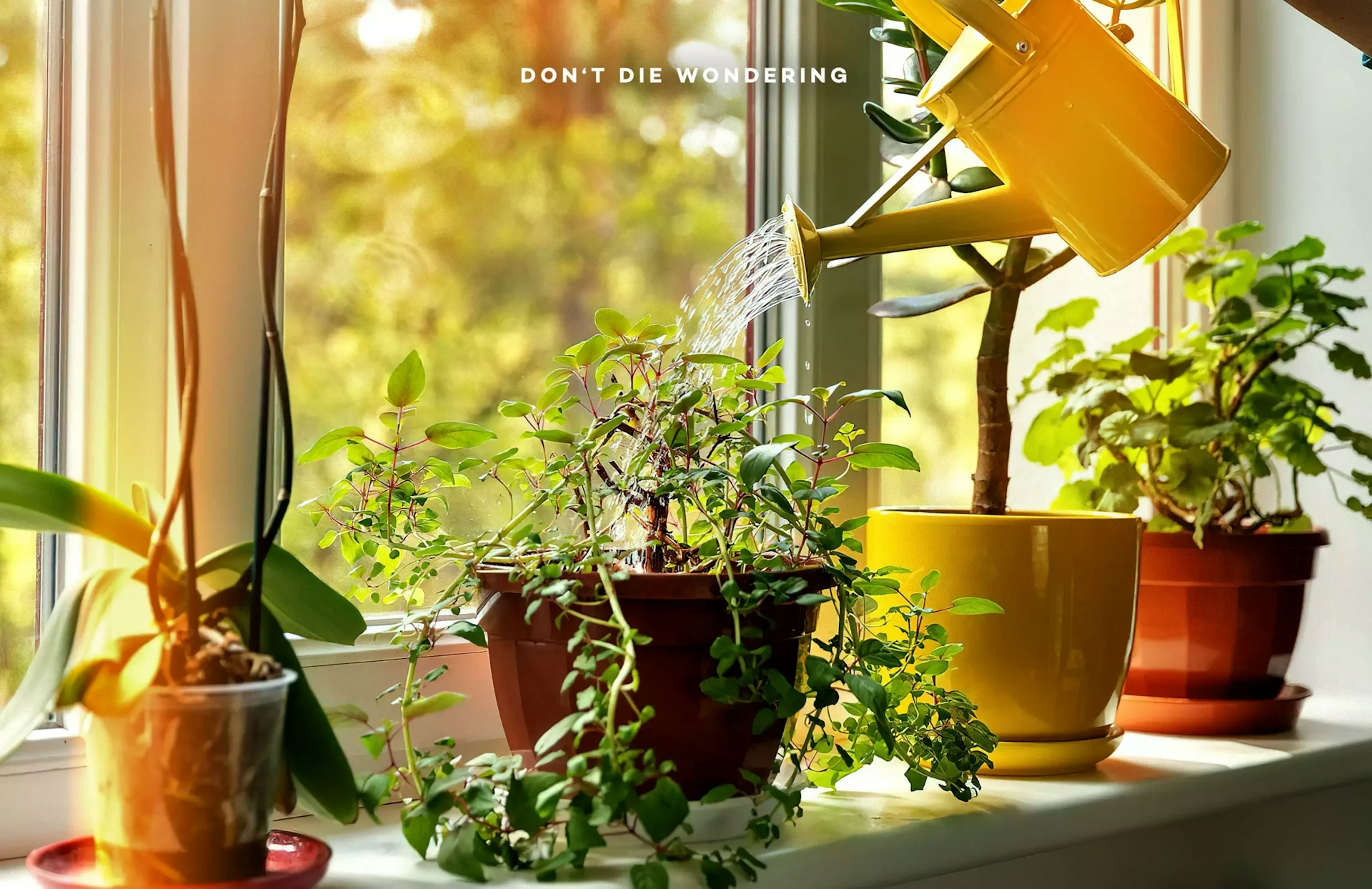 Six Houseplants That Are Good For Your Health