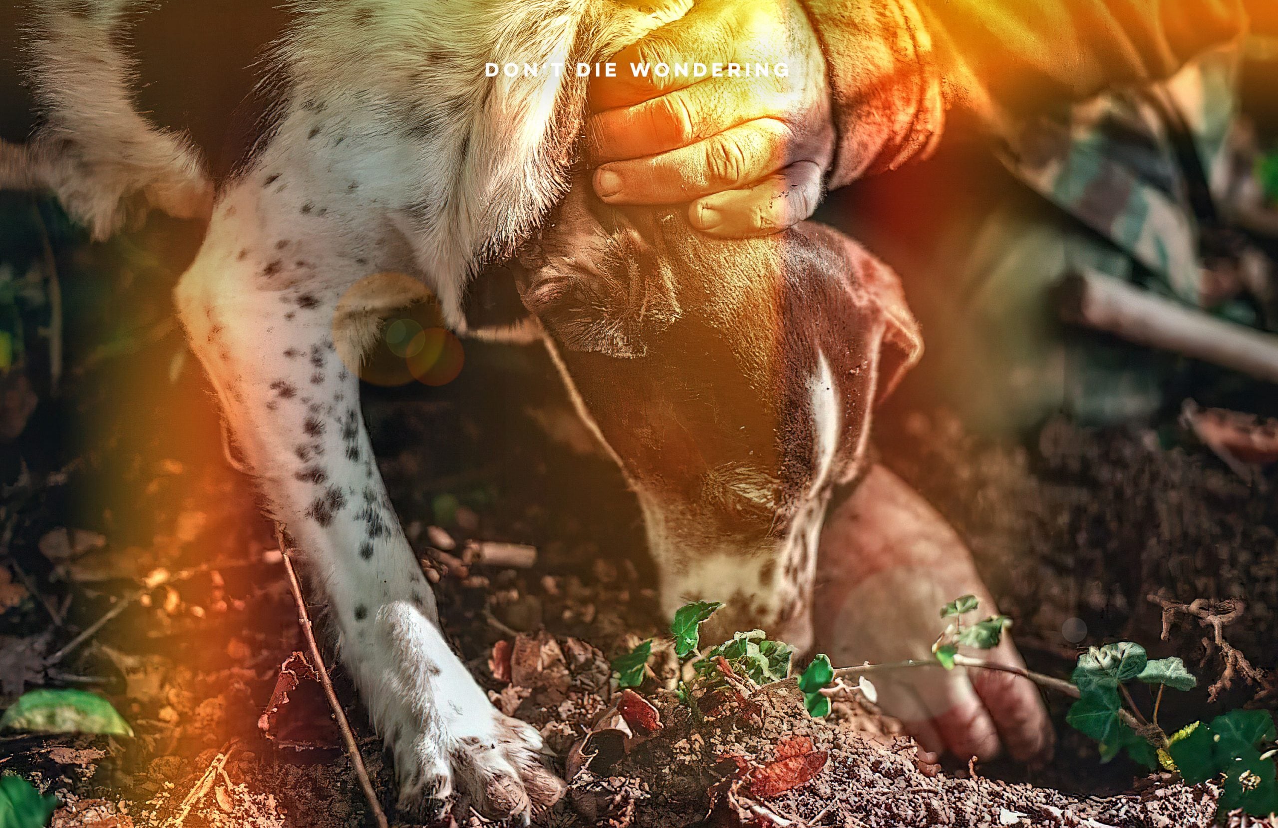 Where Are The Best Places To Go Truffle Hunting In Italy? Where Are The Best Places To Go Truffle Hunting In Italy?