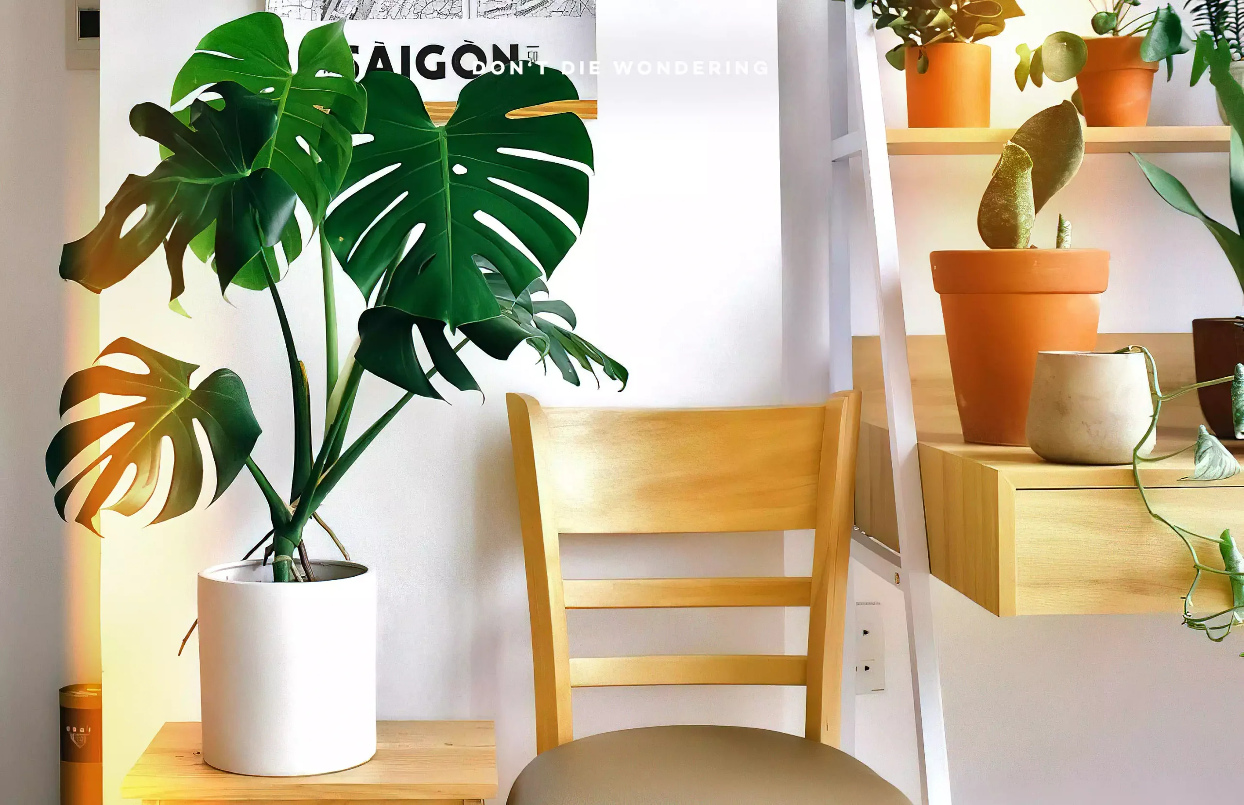 The World’s Most Expensive House Plants