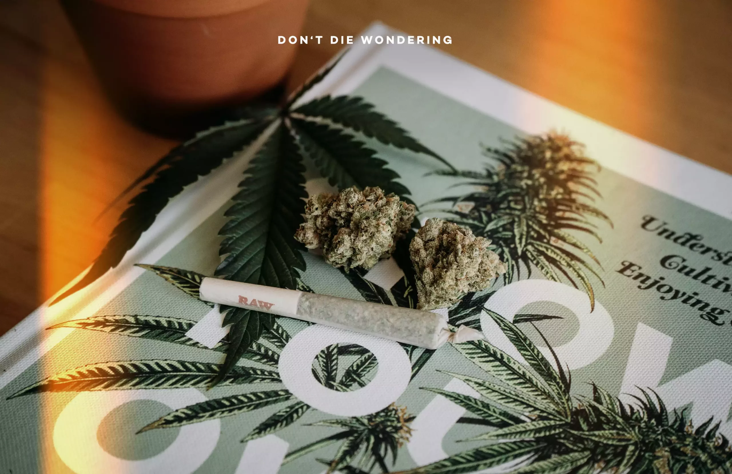 Top Famous Celebrities That Consume Cannabis Top Famous Celebrities That Consume Cannabis