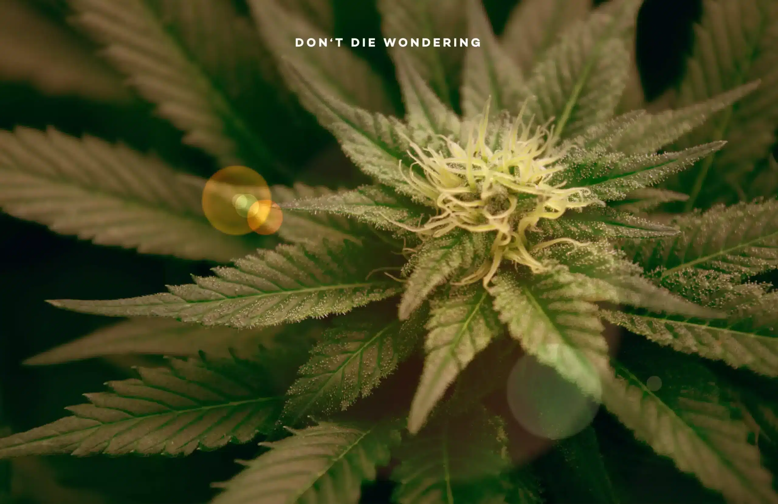 Common Problems and Solutions When Growing Autoflowering Marijuana