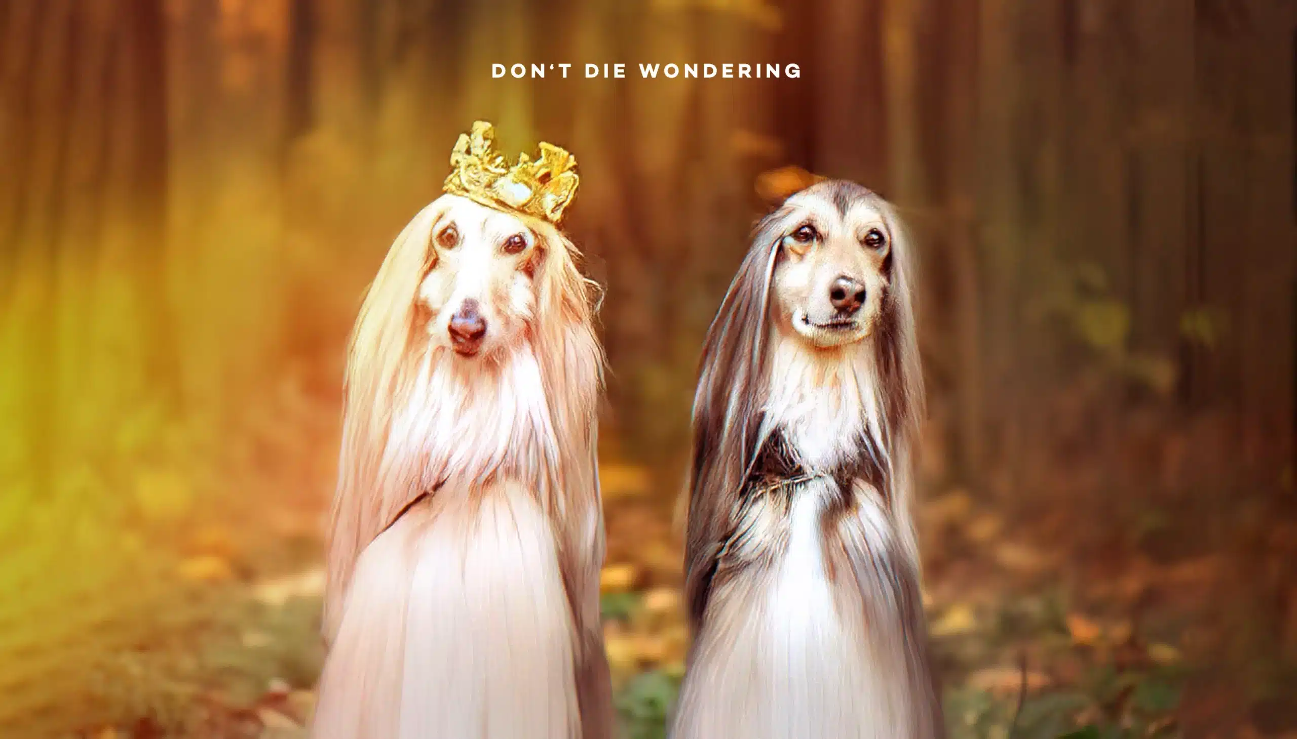 Top Most Expensive Dog Breeds