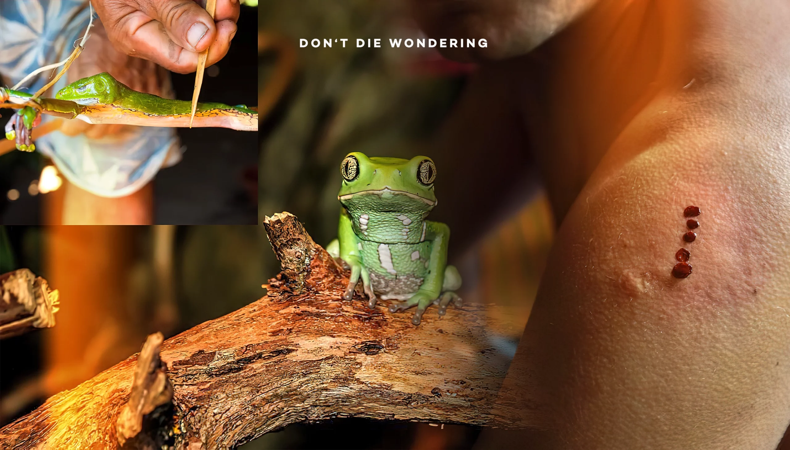 People are Poisoning Themselves With Frog Poison. Have We taken Spiritual Trends too far? People are Poisoning Themselves With Frog Poison. Have We taken Spiritual Trends too far?