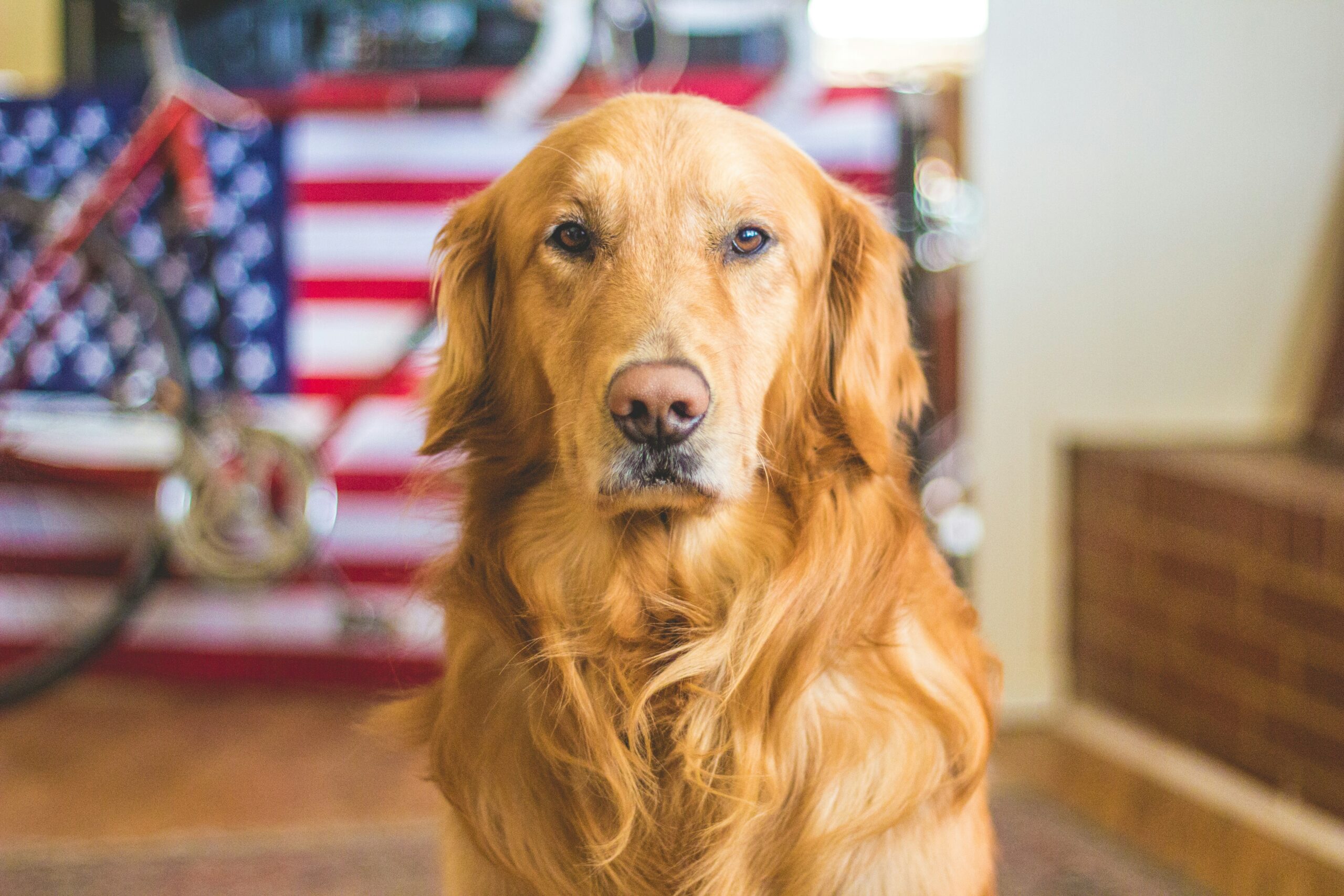 7 Misconceptions to Learn Before Buying a Waterproof Dog Bed