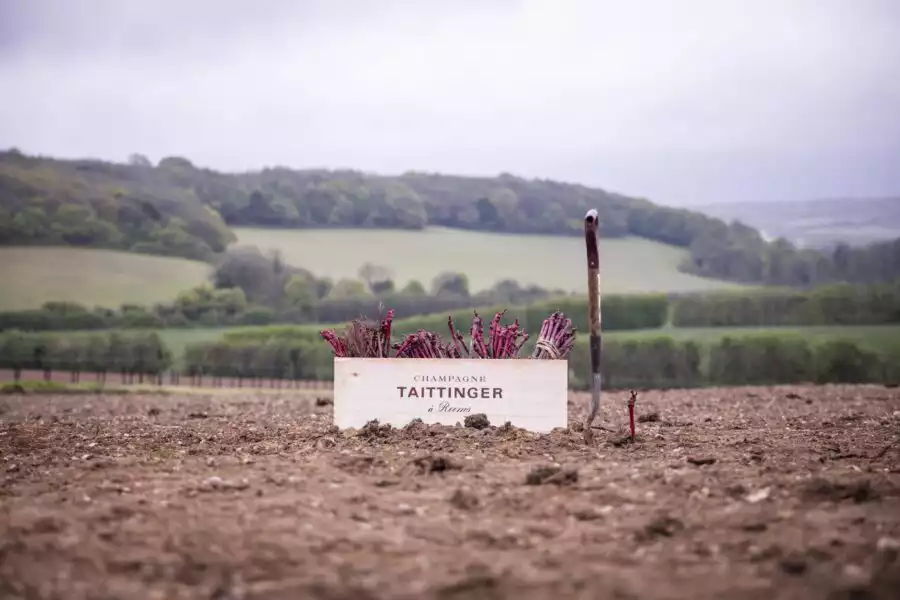 Champagne Sets Roots In The UK