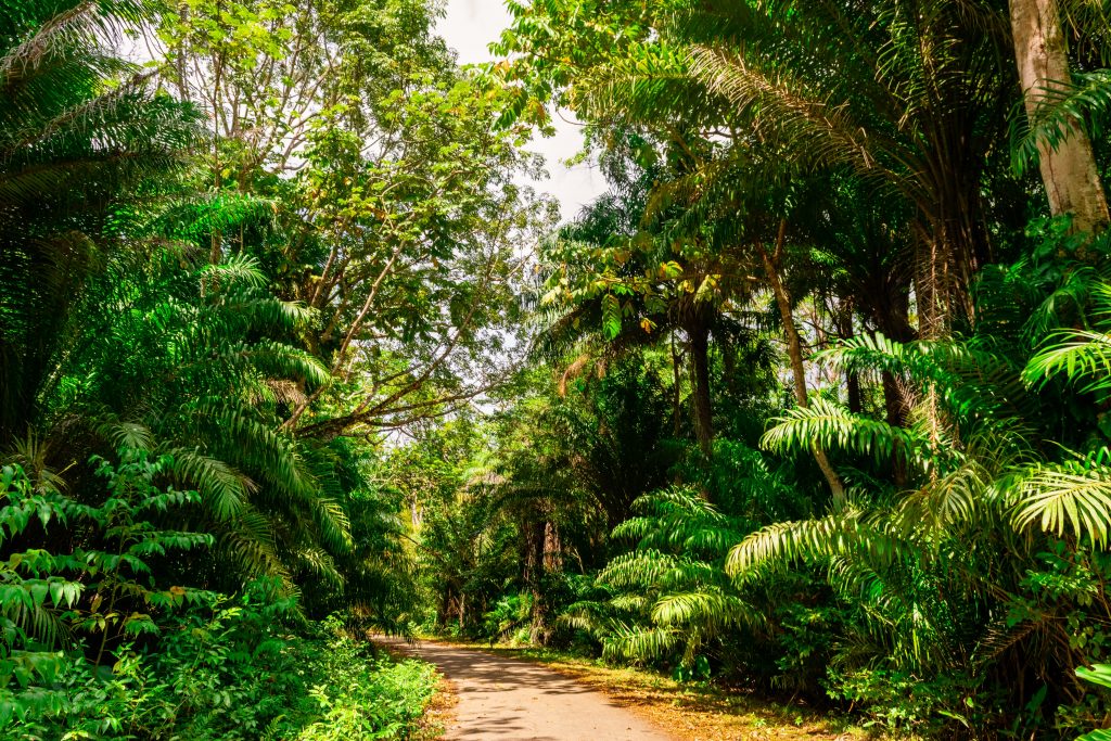 A jungle on a Caribbean Island.