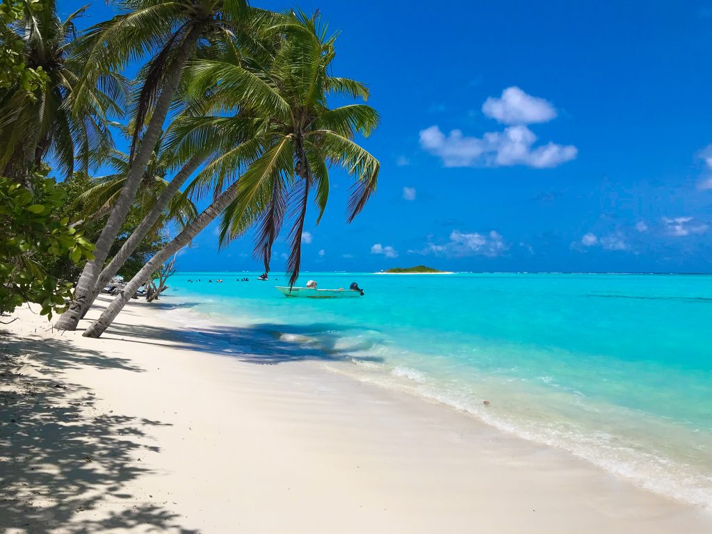 Palm trees on a beach. 