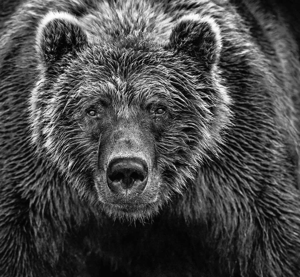David Yarrow