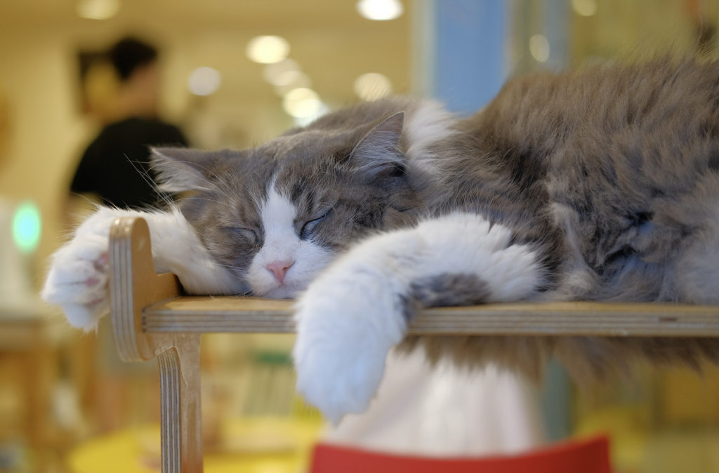 Cat cafe in Seoul 