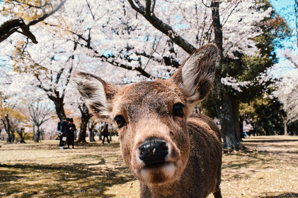 Japan
