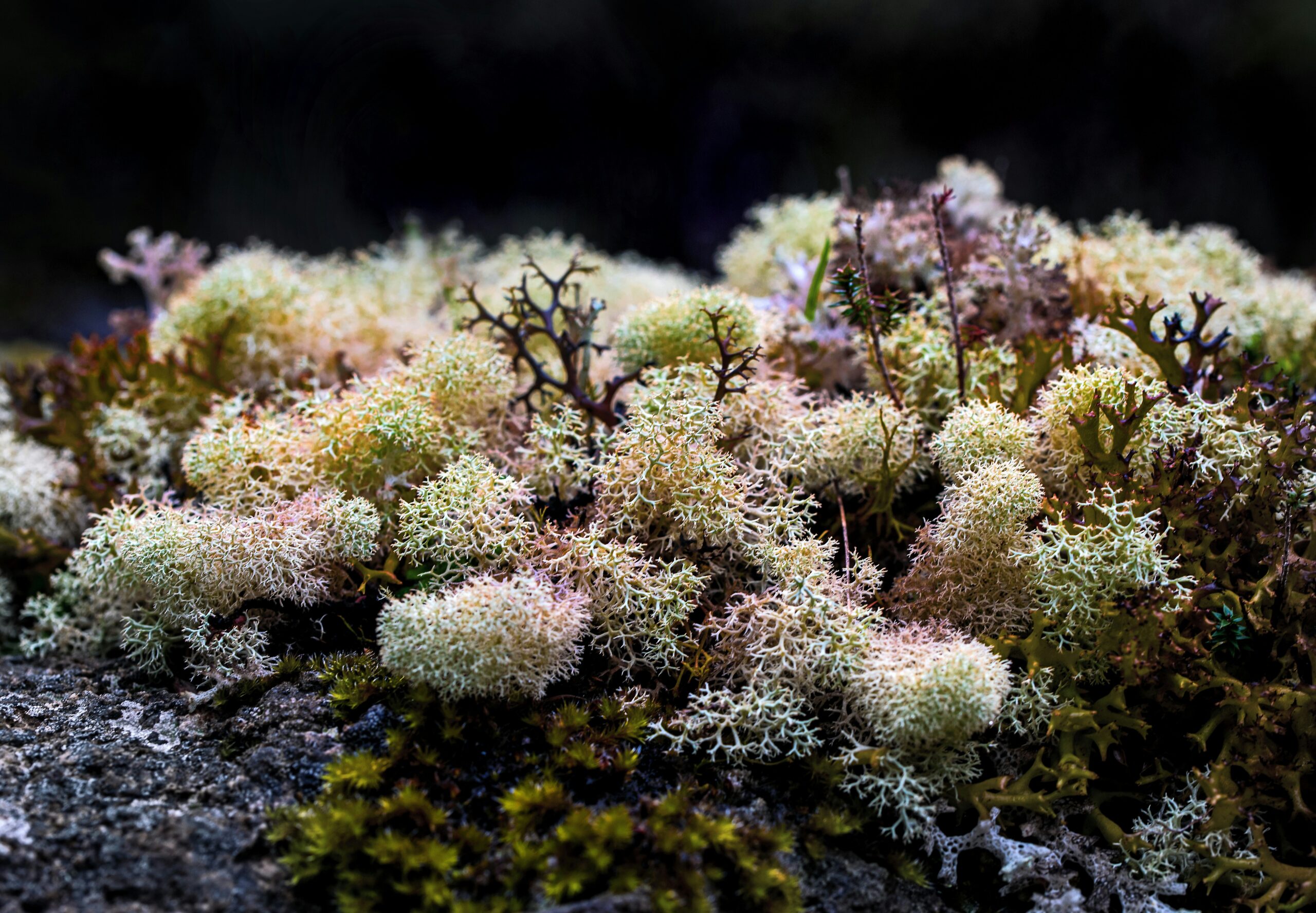 How Sea Moss Gel Boosts Your Immunity Through Your Guts