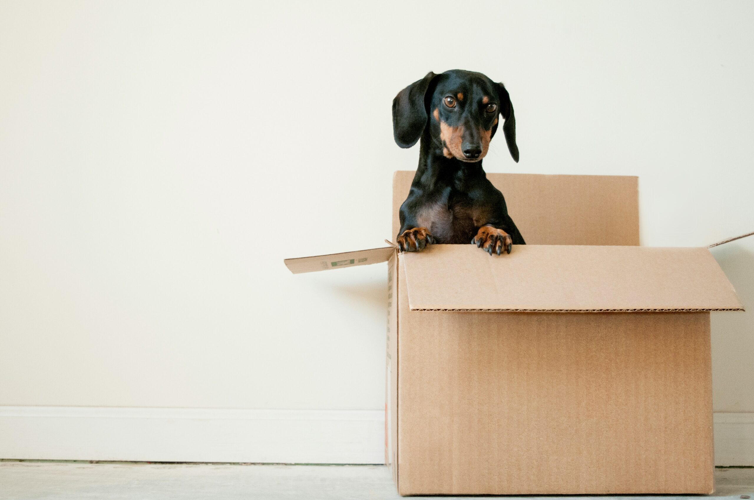 Downsize with Ease: How to Purge and Pack Like a Minimalist